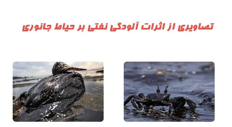 تاثیرات آلودگی نفتی بر جانوران